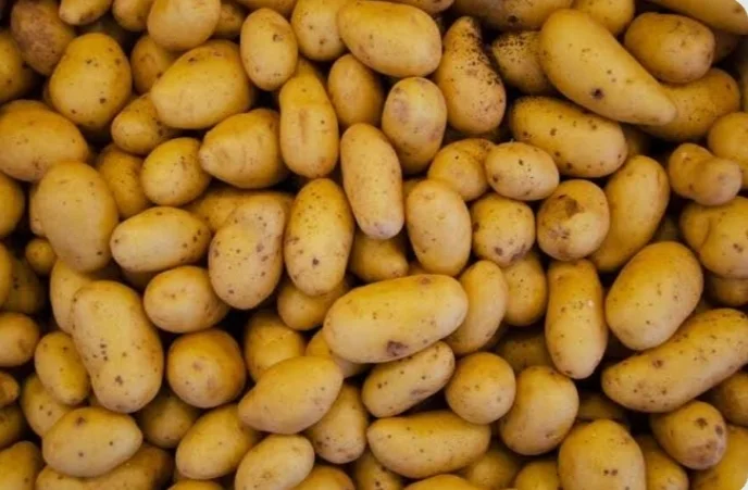 Egyptian Fresh potato ready for export Bulk Supply Wholesale Premium Export Quality for Importers