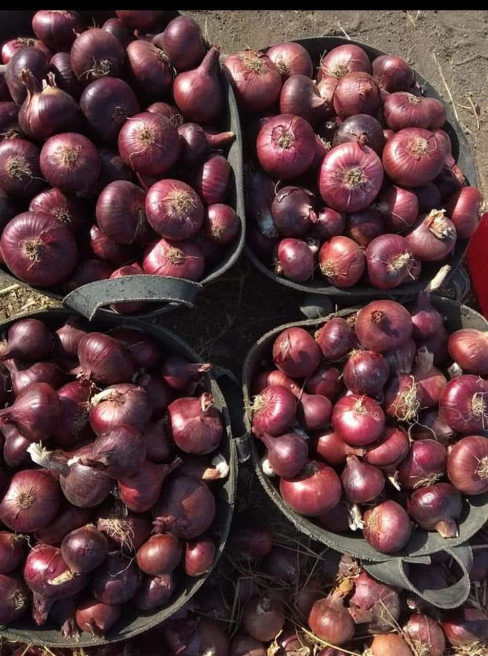 Premium Quality Fresh Onion | Bulk Premium Quality Fresh Onion