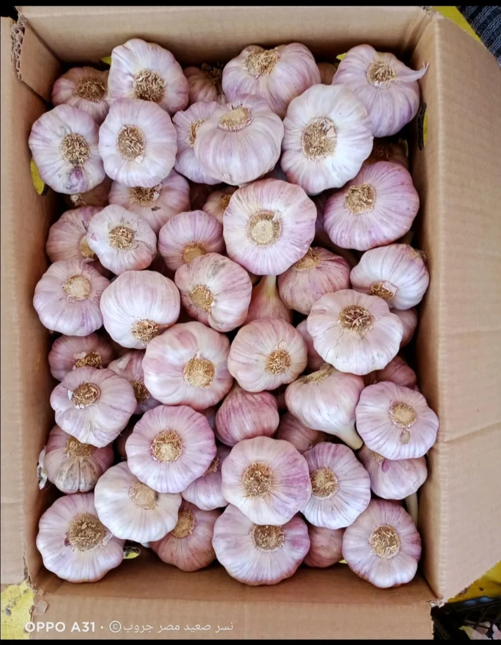 Premium Quality Garlic | Wholesale Premium Quality Garlic