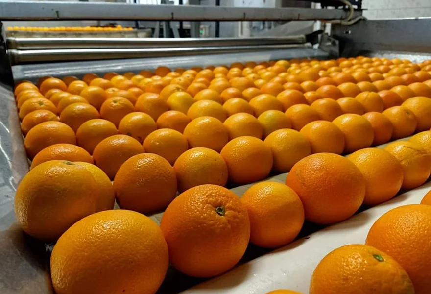 Premium Quality Valencia Orange | Bulk Premium Quality Valencia Orange