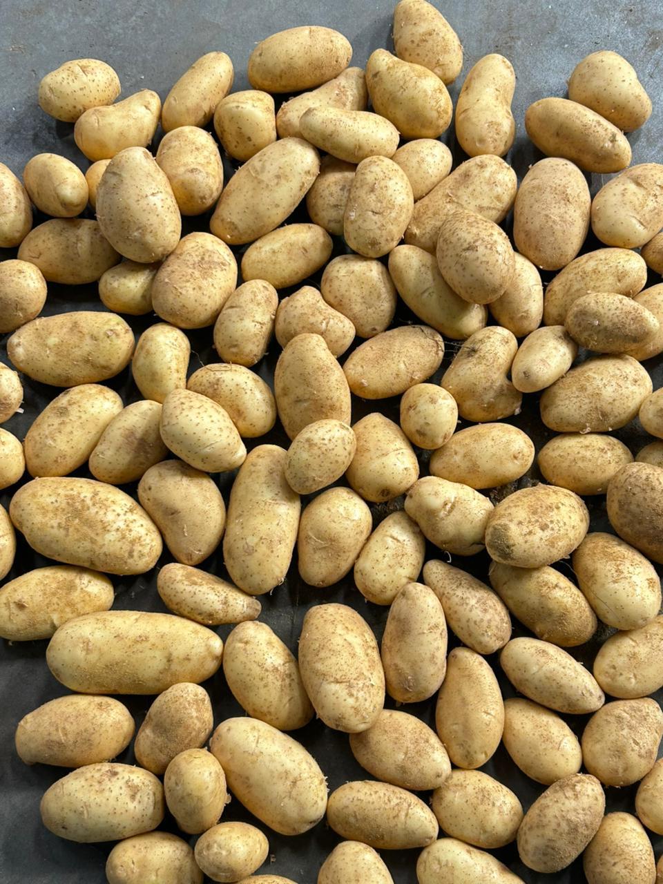 Premium Quality Fresh Potatoes | Farm Fresh Potatoes for Export & Wholesale