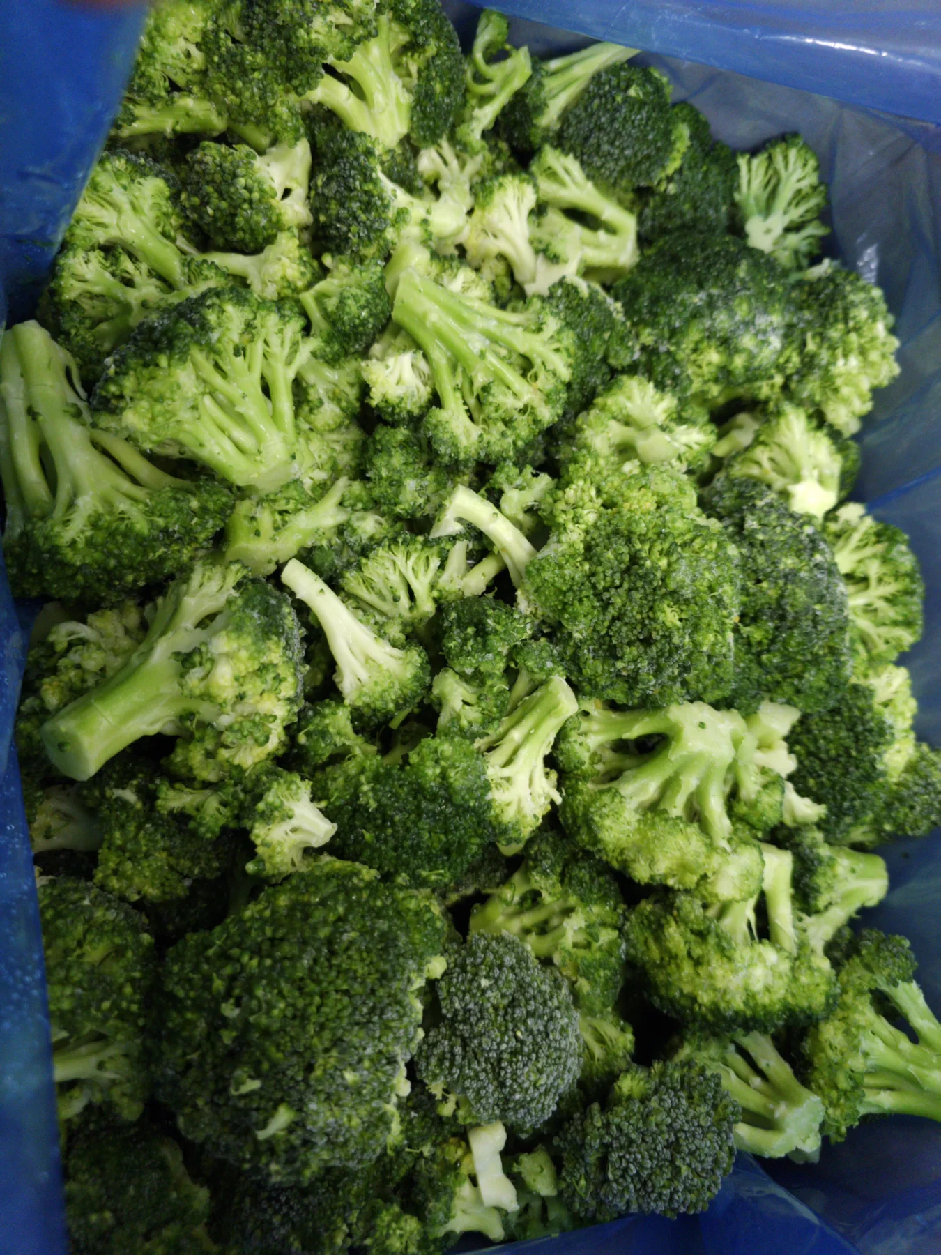 Premium IQF Frozen Broccoli | High Quality Fresh Frozen Broccoli for Export & Wholesale