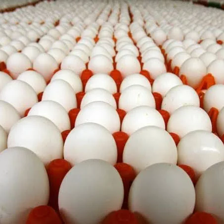 Wholesale Fresh Table Eggs – Bulk White & Brown Eggs