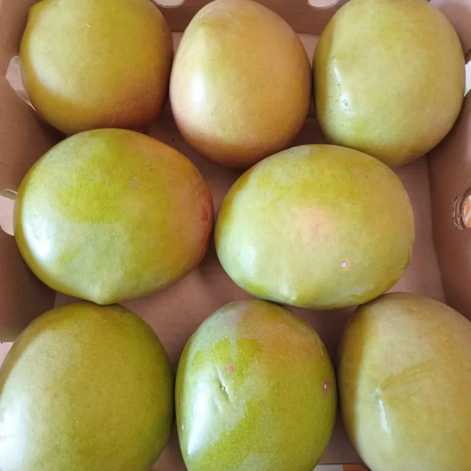 Wholesale Premium Mangoes Bulk Mango Bulk High Quality Sweet Available | Export Grade from Kenya