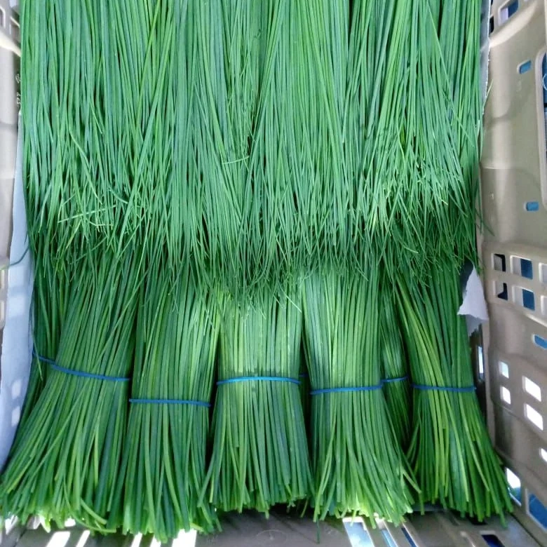 Wholesale for Importers Bulk Premium Chives | Export Premium Quality
