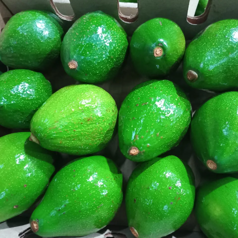 Fresh Kenyan Avocados High Quality Bulk Premium Wholesale | Bulk Export Supply