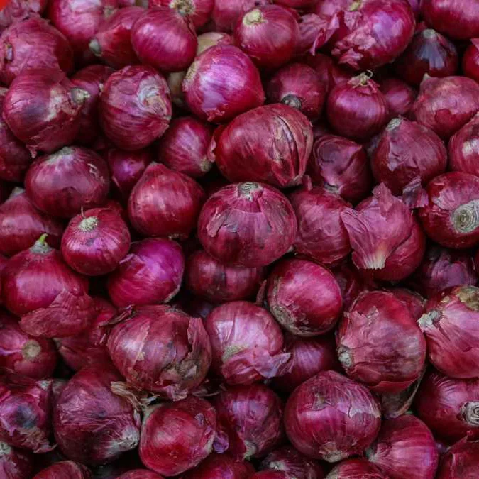 Premium Fresh Onions from Kenya | Export Quality Fresh Onions