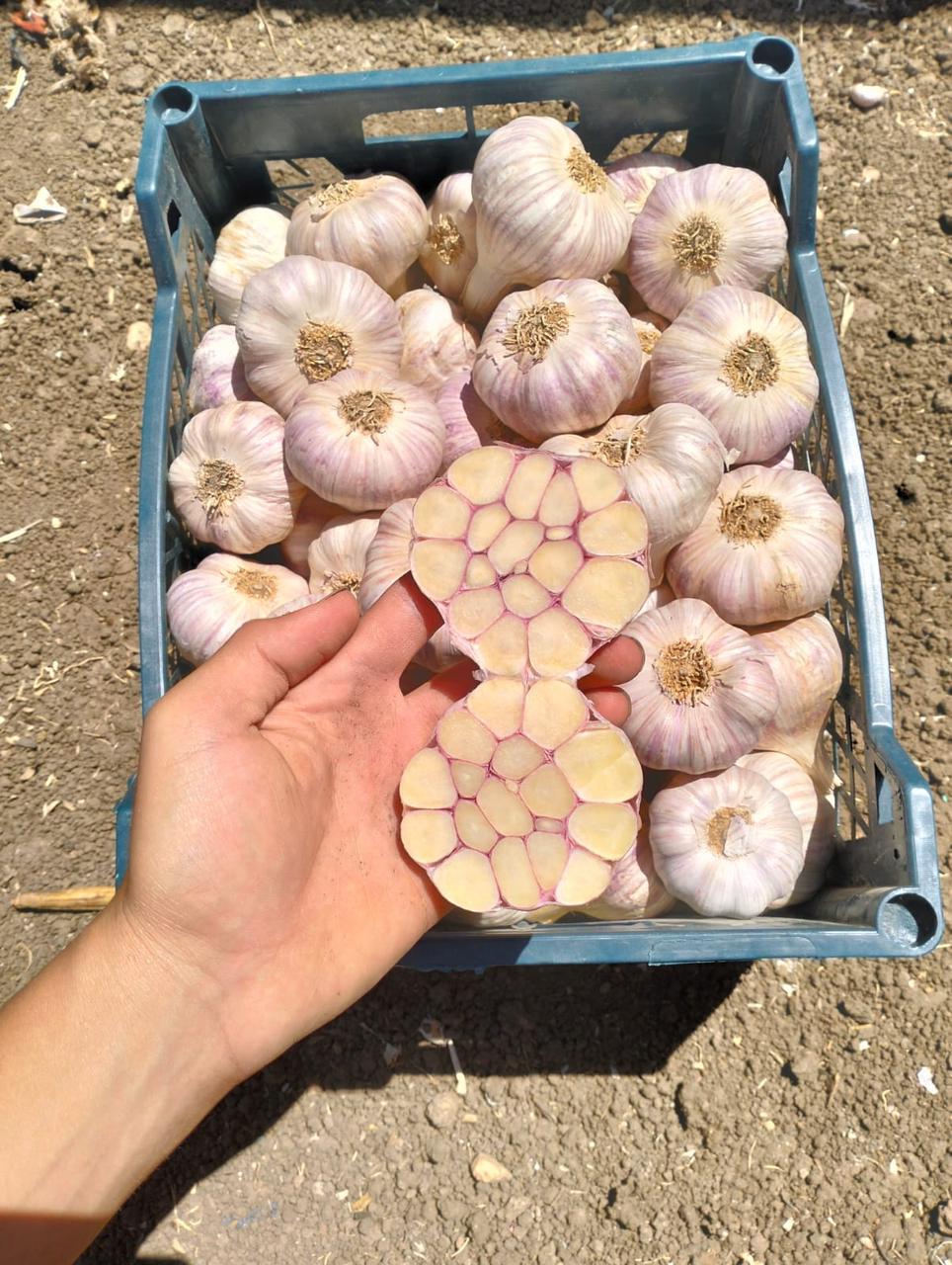 Fresh & Dry Egyptian Garlic | Premium Export Quality