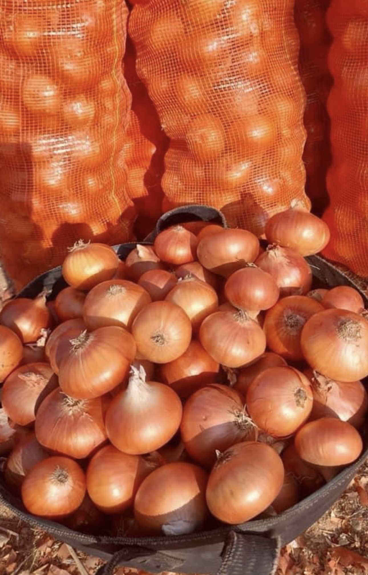 Fresh Egyptian Red & Golden Onions | Premium Export Quality