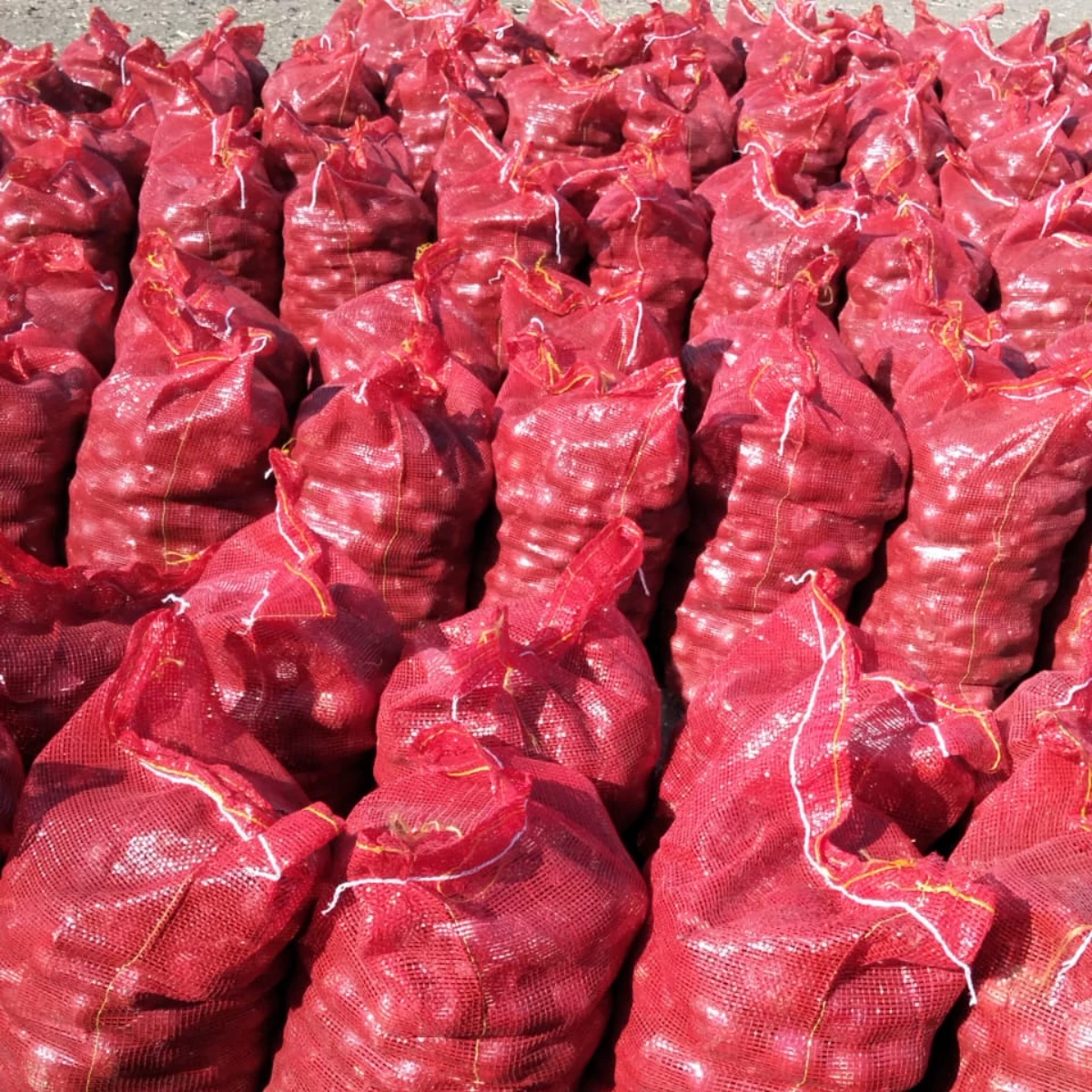 Fresh Egyptian Onions (Red & Golden) | Bulk Export