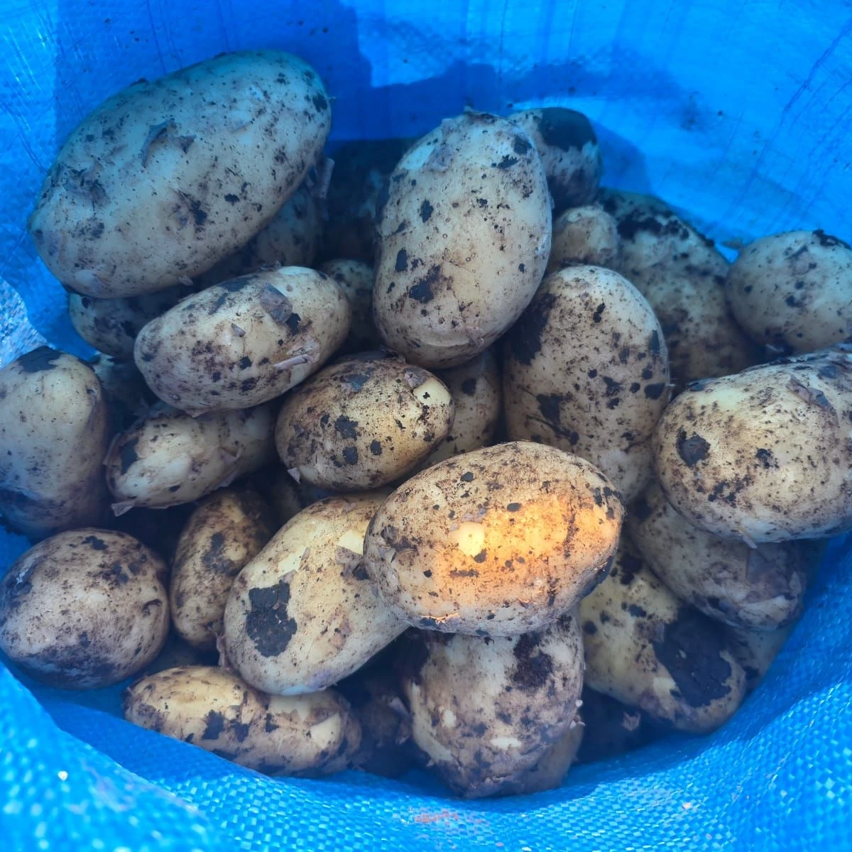 Wholesale fresh Egyptian potatoes | Export bulk orders Potatoes