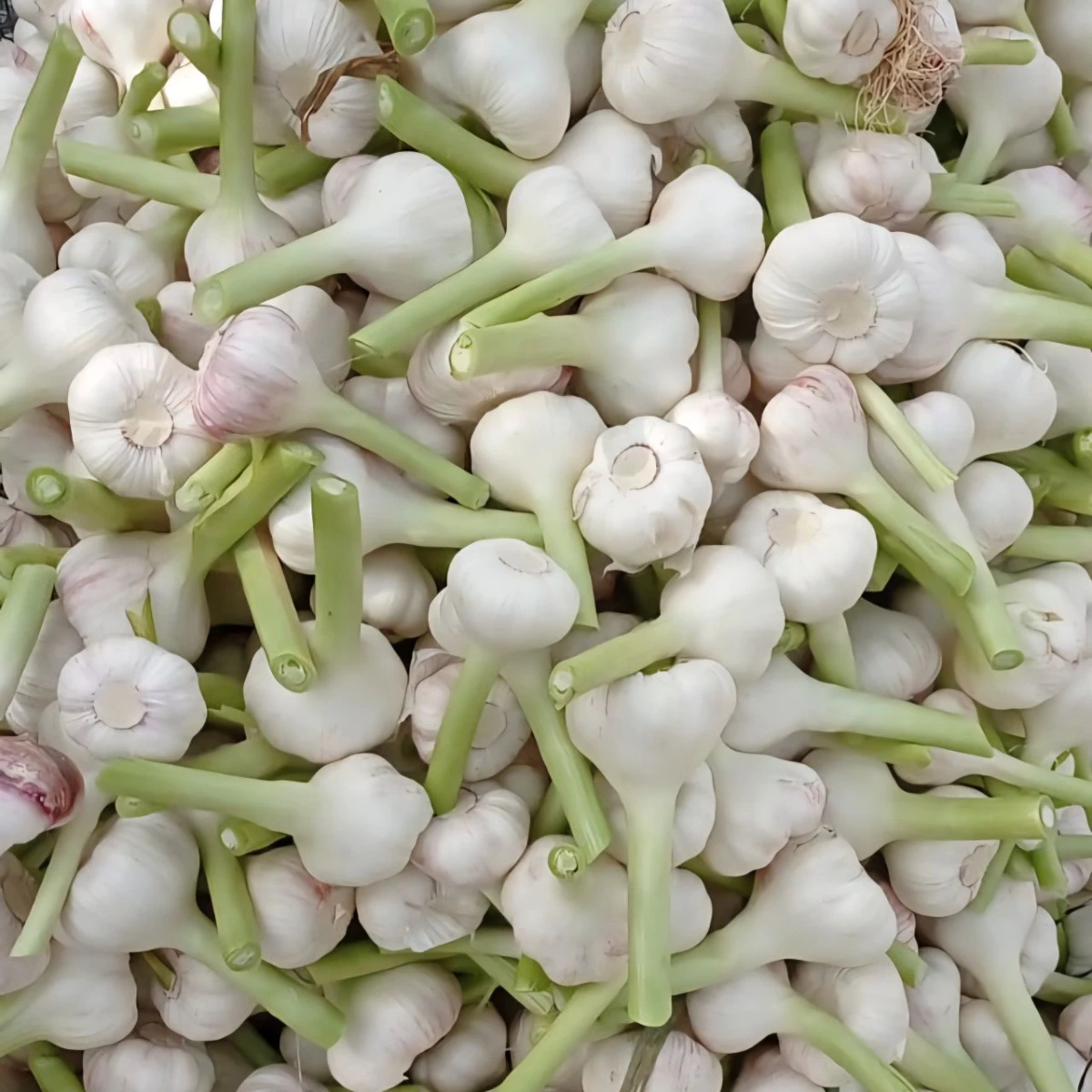 Wholesale fresh Egyptian garlic | Bulk export orders Garlic
