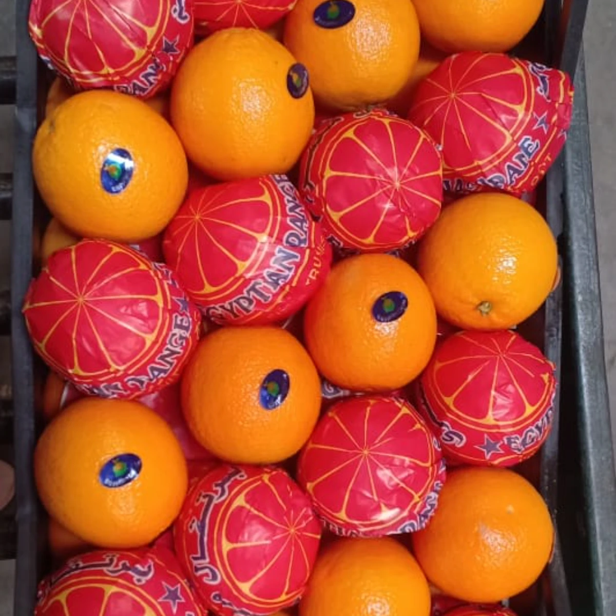 Wholesale fresh Egyptian Orange | Bulk export orders Orange