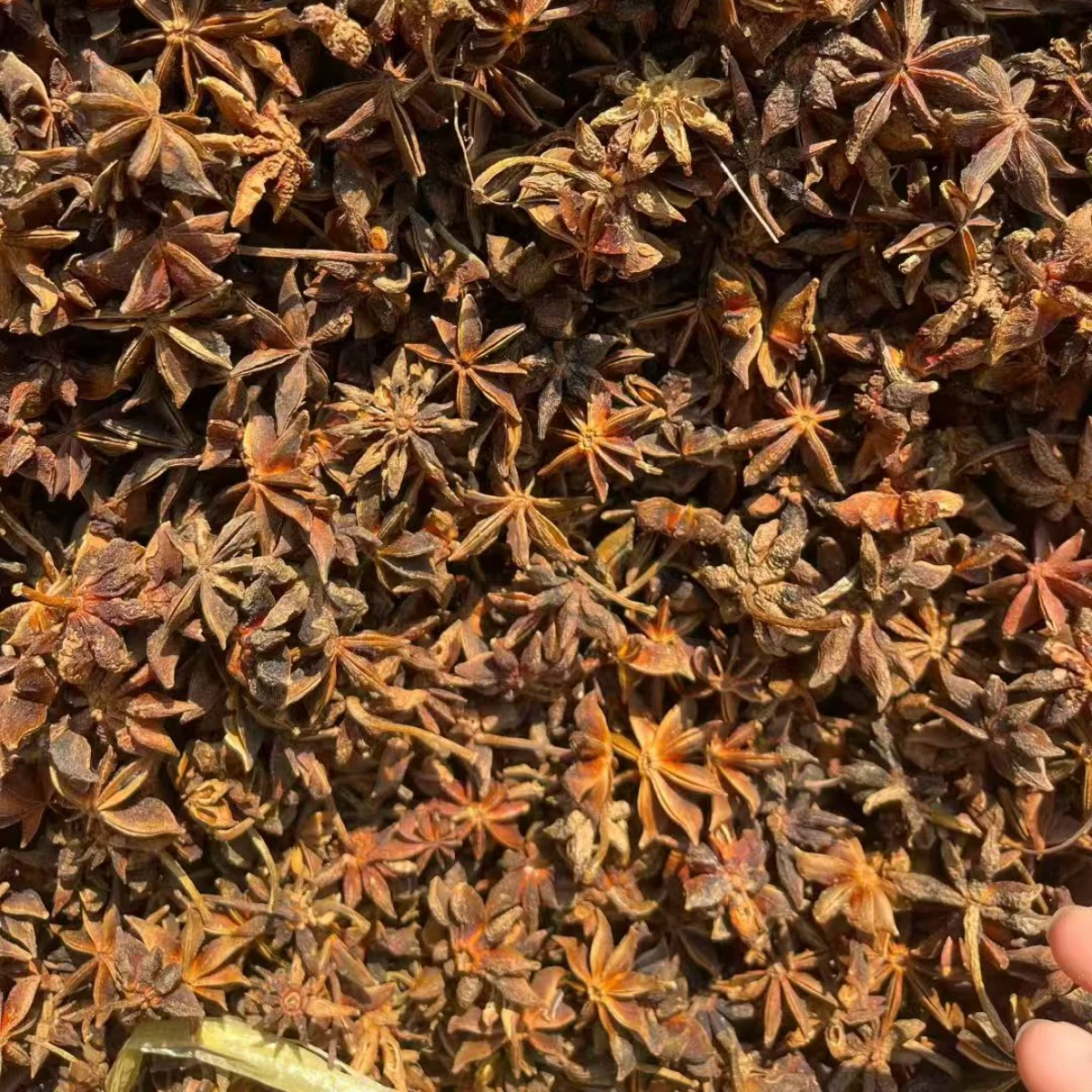 Food Grade Whole Egyptian Anise Dried Spice Manufacturer Bulk Supply for Condiment Factories Worldwide Pure | Export Grade