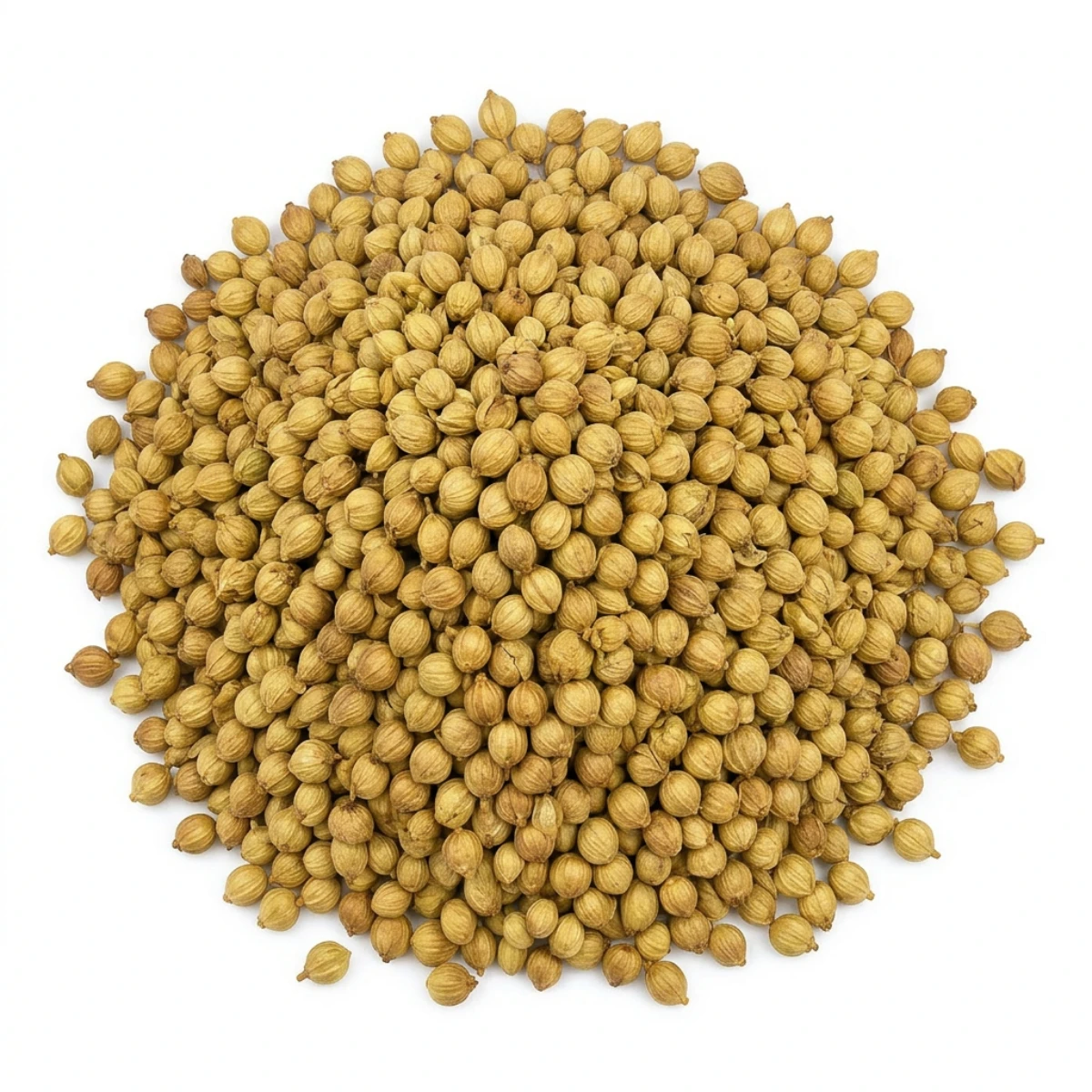 Whole Coriander Seeds Natural Cilantro Seed Aromatic Spice for Seasoning and Cooking | Export Grade