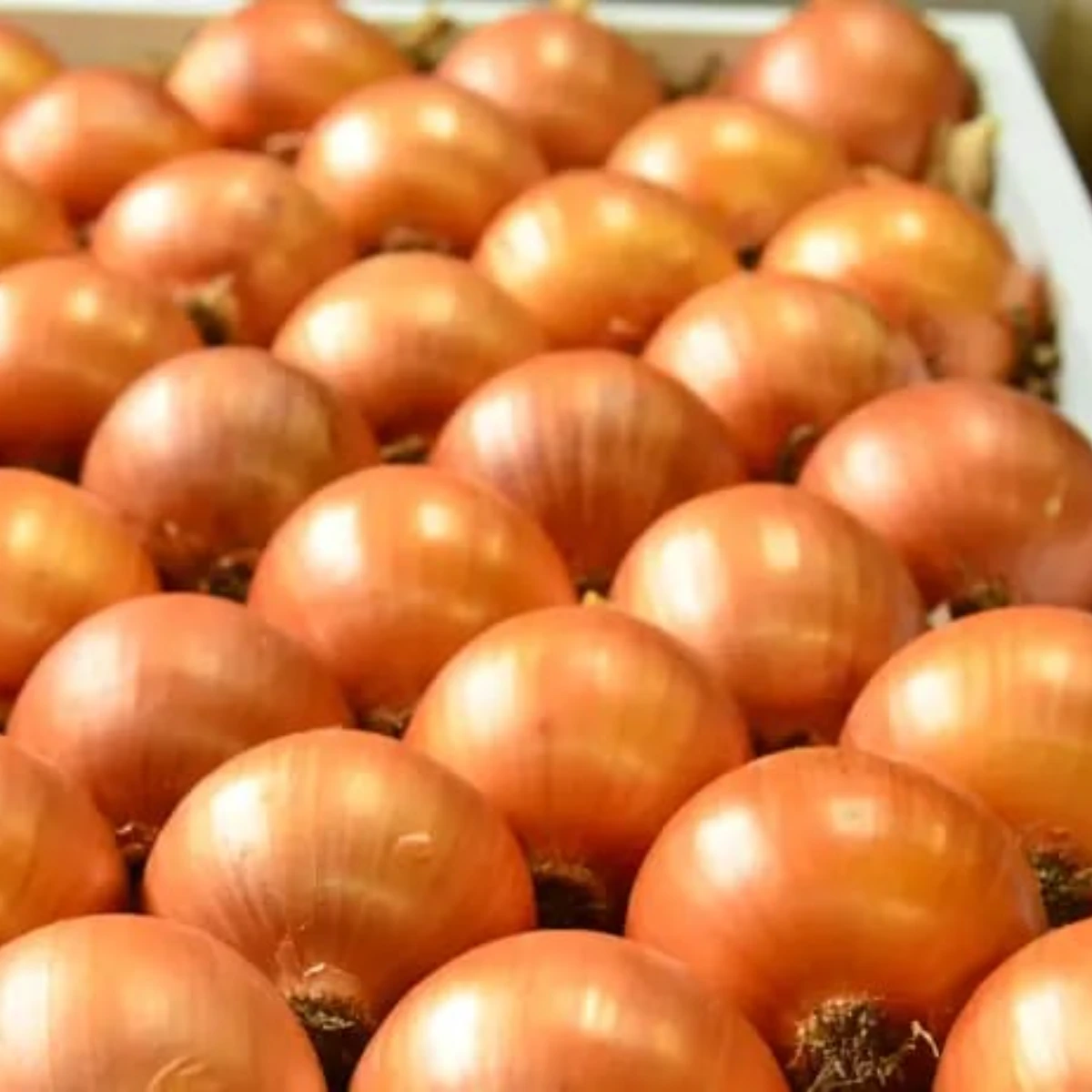 Wholesale fresh High Quality Planter Yellow Onion Price Egyptian | Bulk export orders Onion