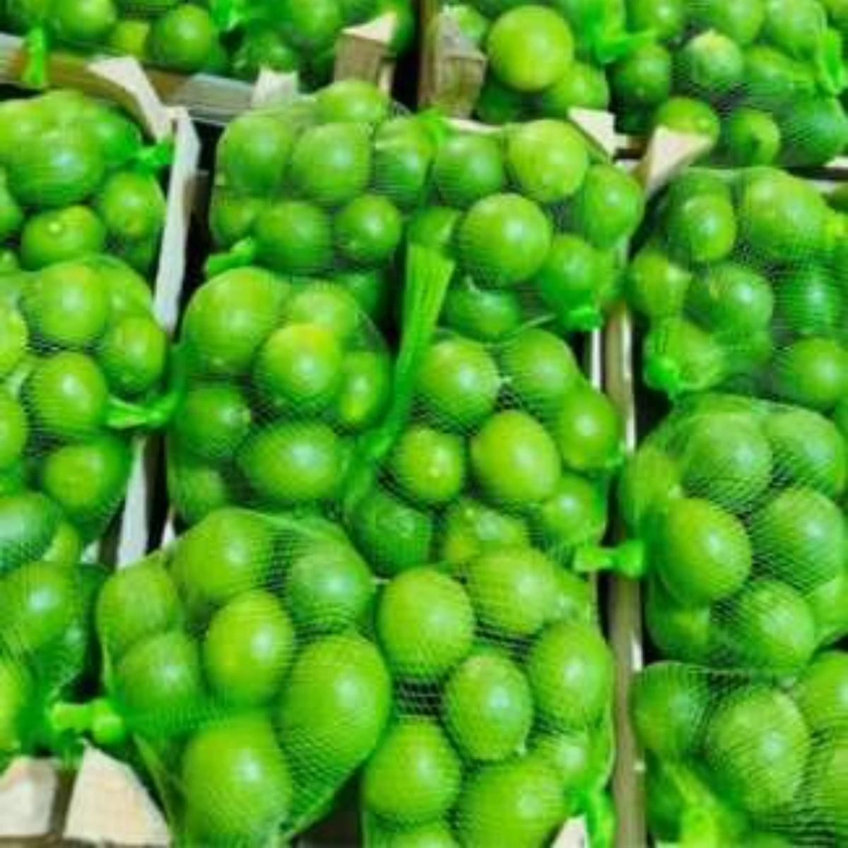 Wholesale Key lime Fresh Citrus Fruit High Quality Green and Yellow Fresh Lemon for Bulk Purchase