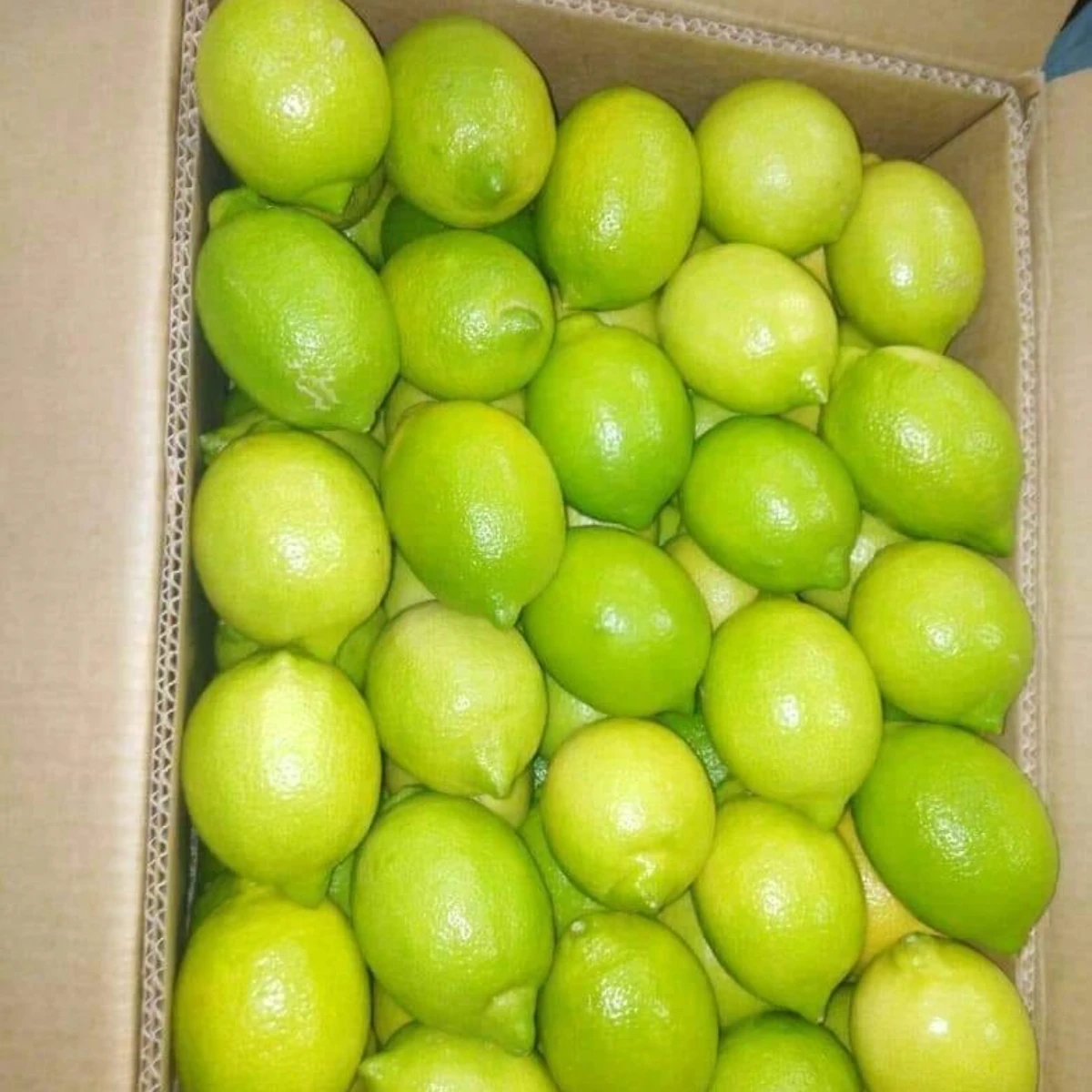 High Quality Wholesale Fresh Citrus Fruit Adalia Green and Yellow Fresh Lemon for Bulk Purchase