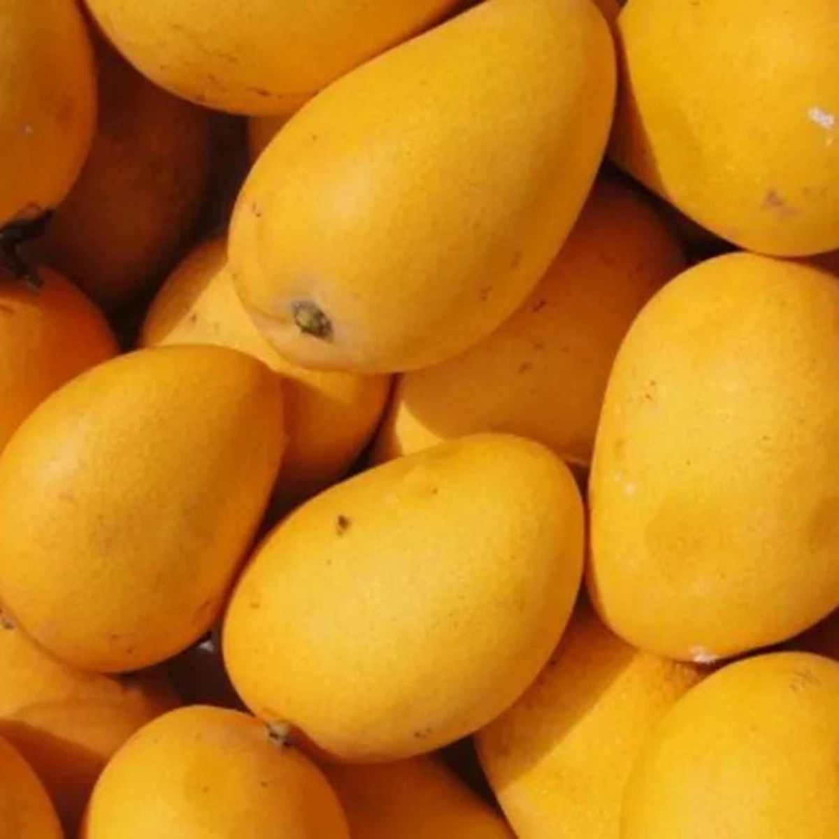 Wholesale Mango Fresh Fruit High Quality Green and Yellow Fresh Mango for Bulk Purchase