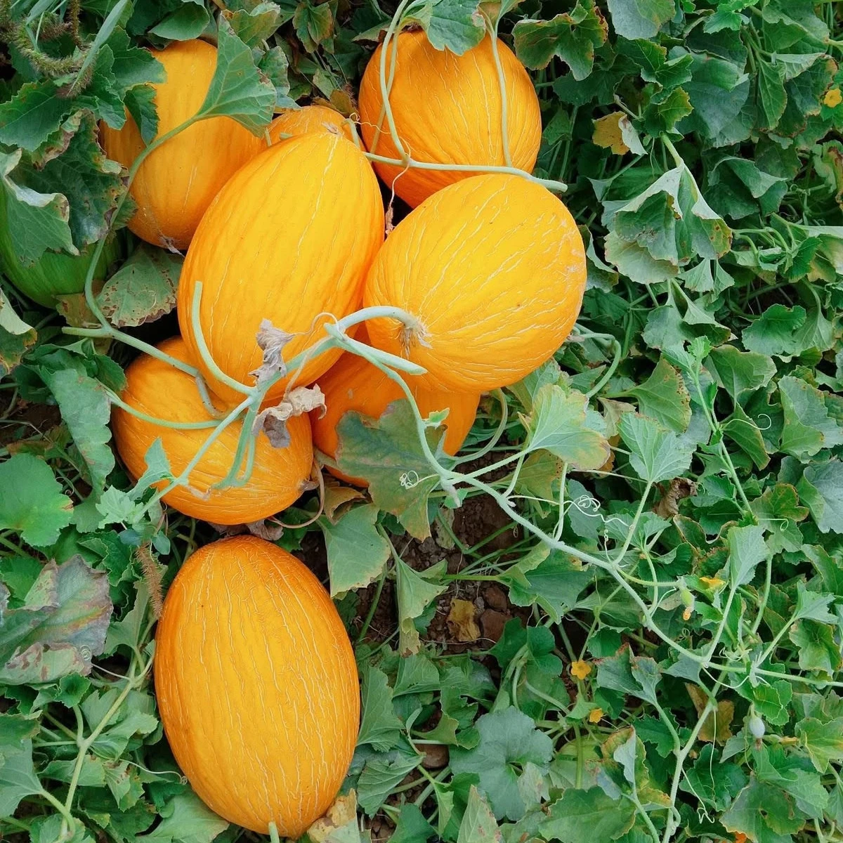 Fresh Yellow & Green Flesh Watermelon Premium Grade Bulk Wholesale Seedless/Low-Seed Sweet Watermelon