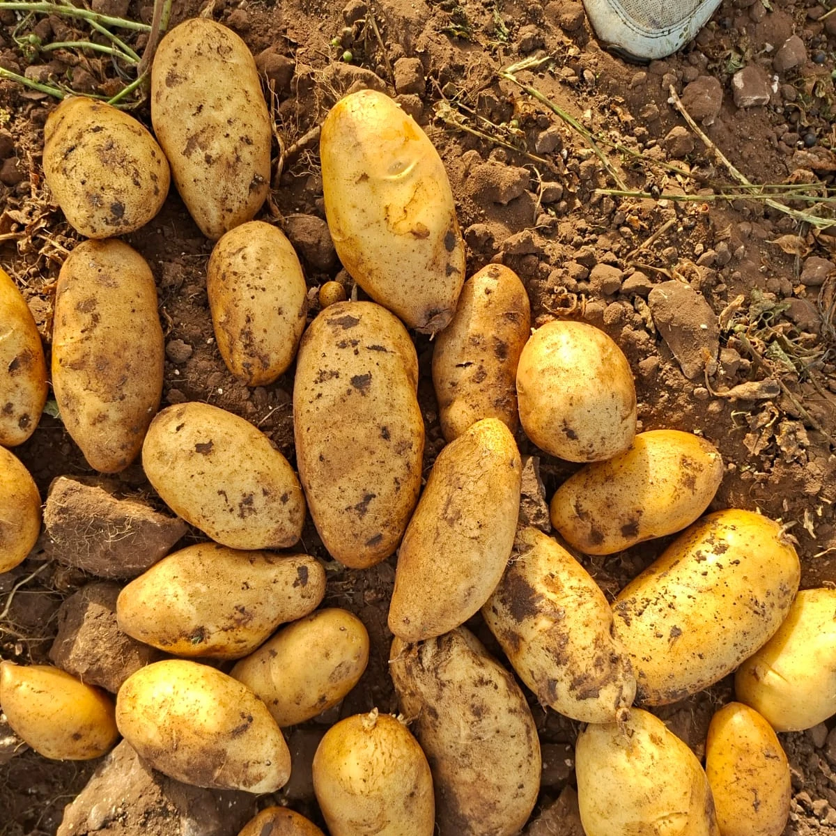 Fresh Potato Wholesale Price Light Yellow New Crop Vegetables Farm Grown Premium Quality Export Fresh Premium Grade Bulk Wholesale Exporter