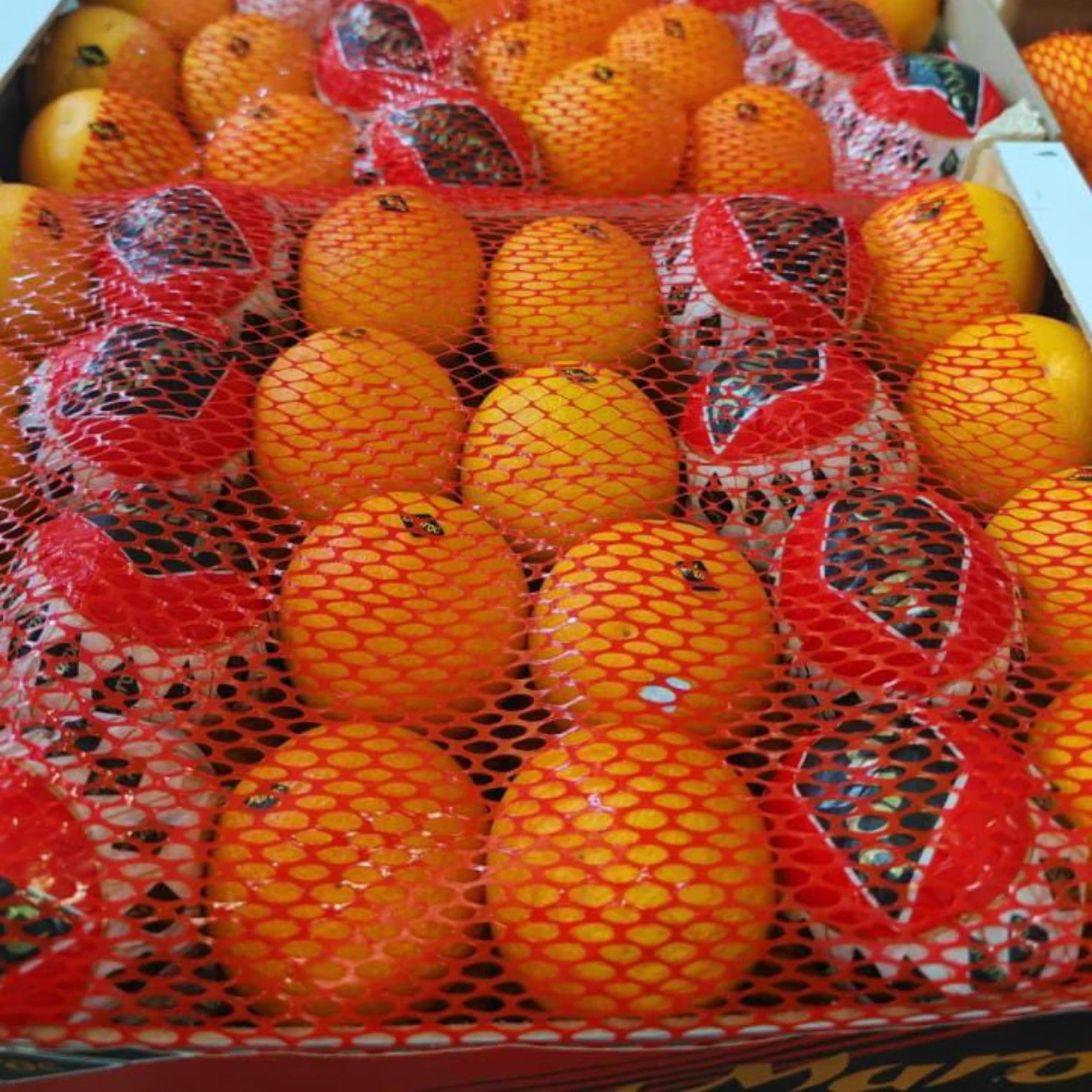 Navel & Valencia Orange Fresh Fruits High Quality Fresh Orange Premium Grade Bulk Wholesale Seedless Sweet Orange