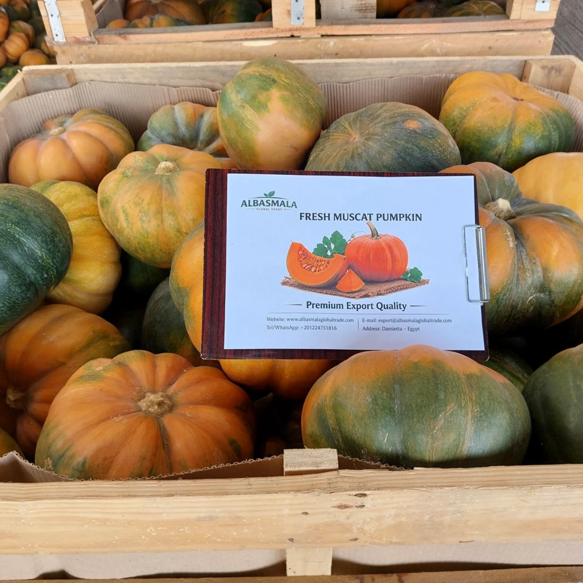 Wholesale Premium Egyptian Sweet Pumpkin