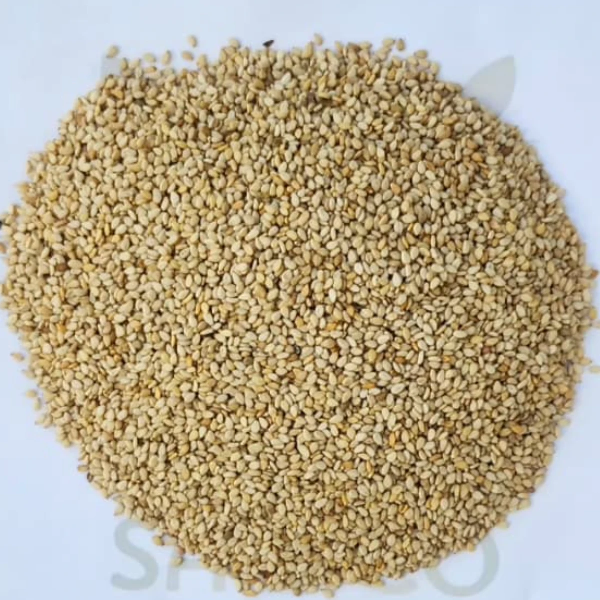 Bulk Egyptian White Sesame Seeds for Export