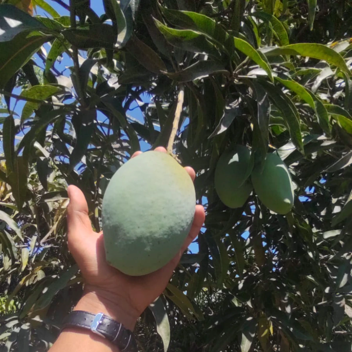 Fresh Egyptian Mangoes for Wholesale & Export