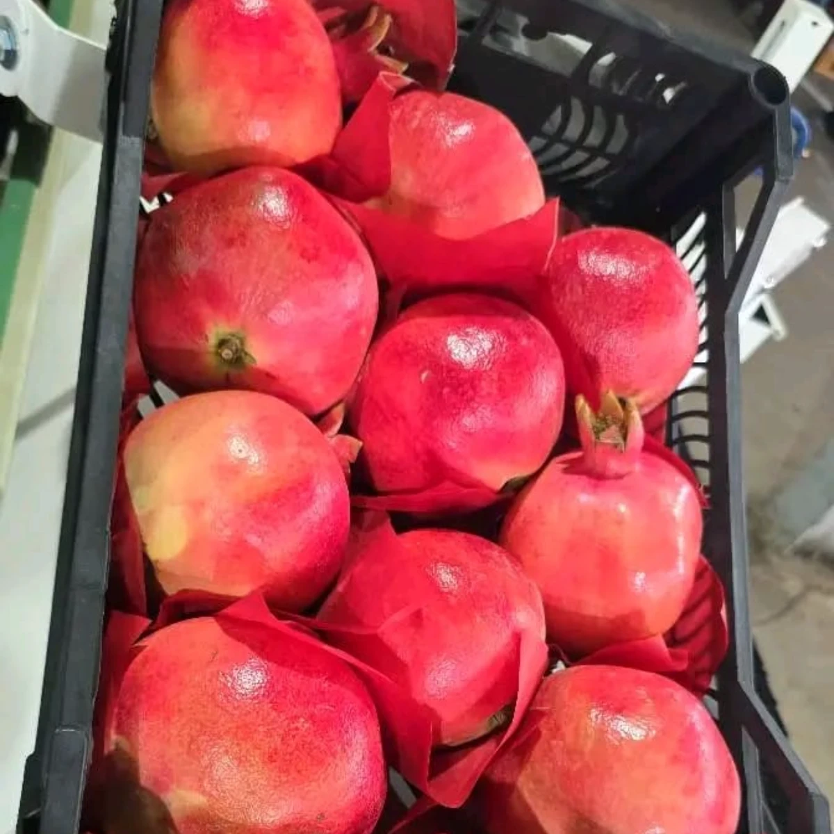 Fresh Egyptian Pomegranates for Wholesale & Export